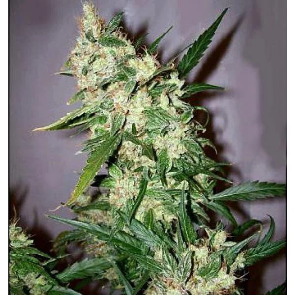 Skunk Haze 3