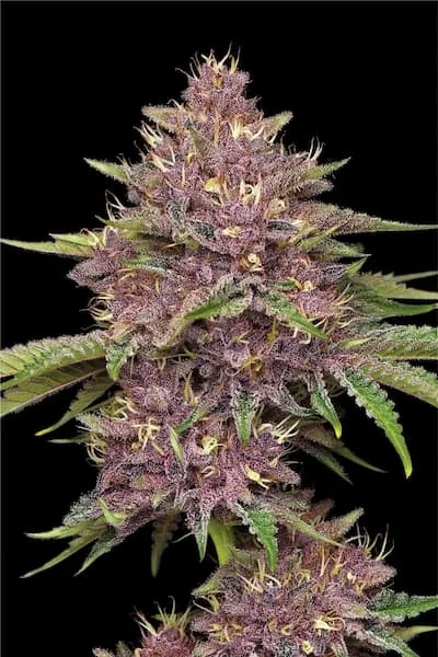 Purpz