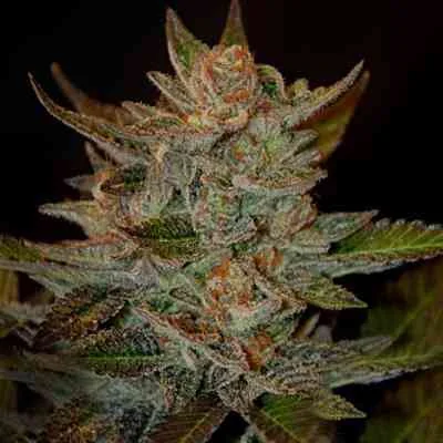 Blue Og 2