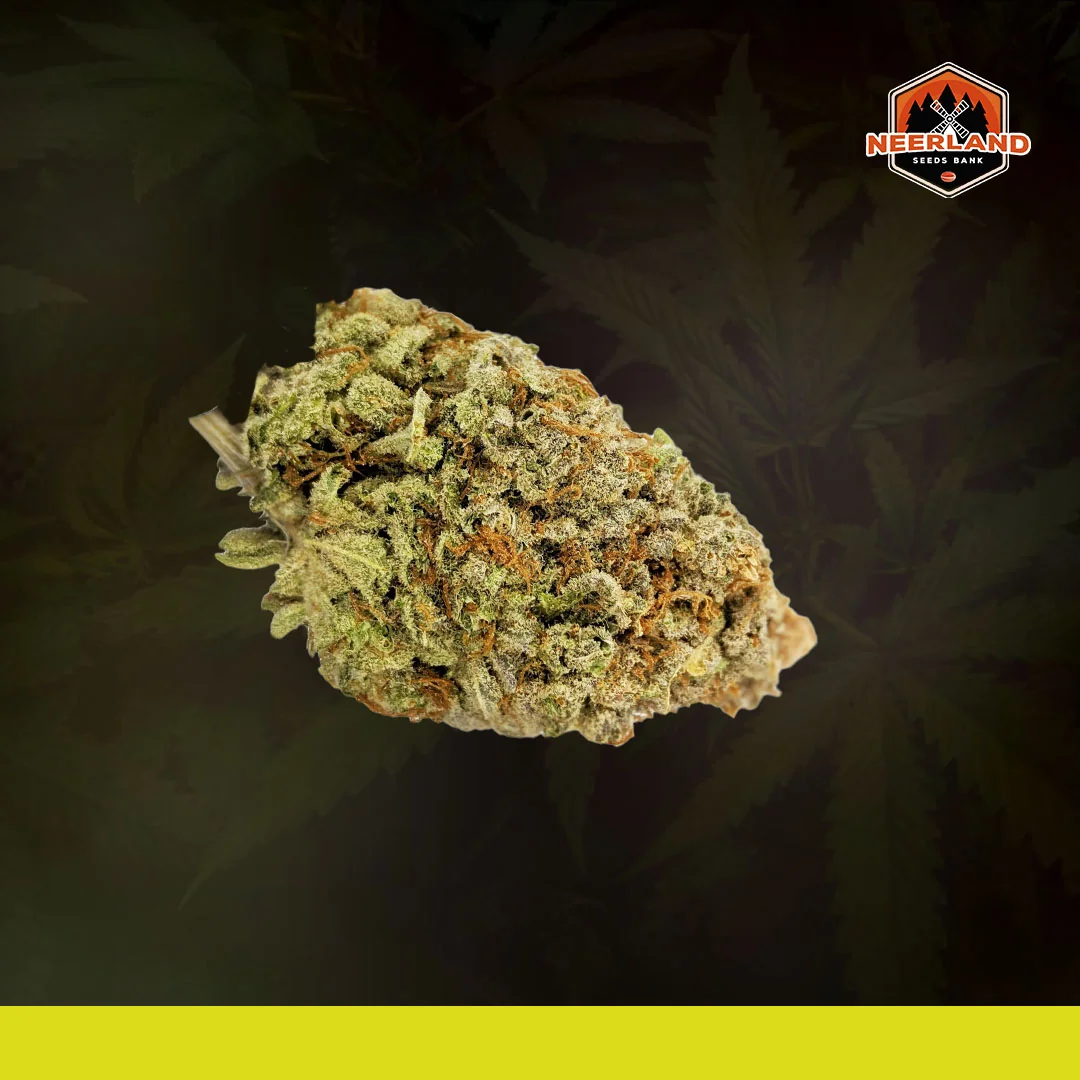 Durban Poison