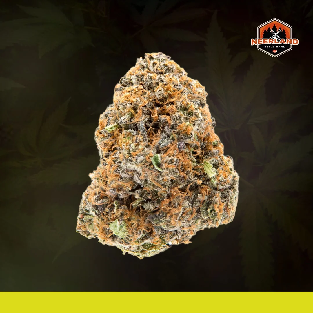 Gelato 44 3