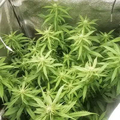 Tropical Zmoothie 5