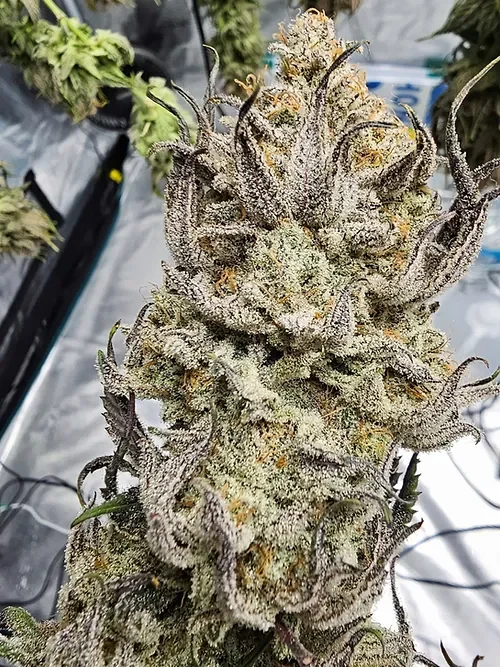 Miracle Grapefruit 4