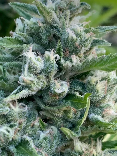 Honey Banana S 5