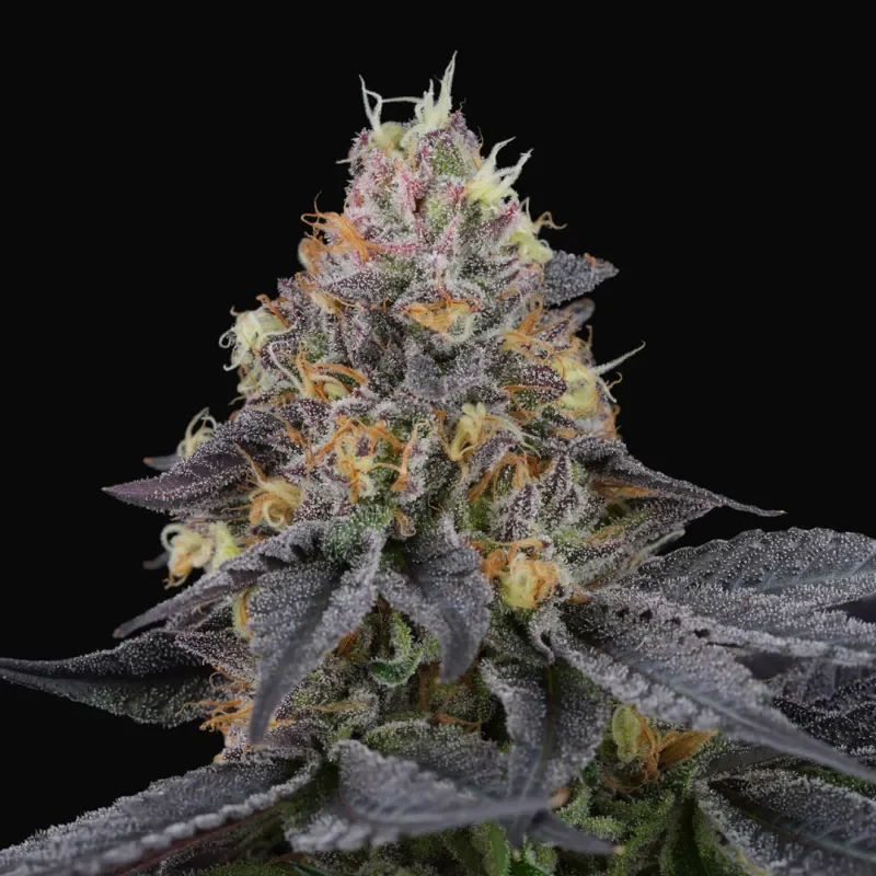 Savage Cherries 4