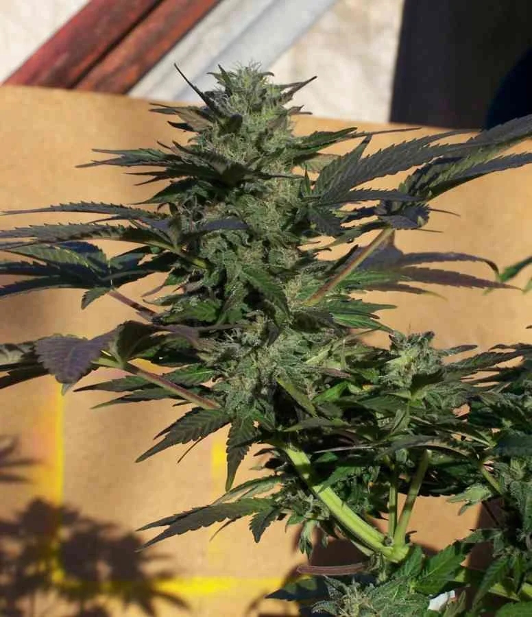 Blue Rhino 3