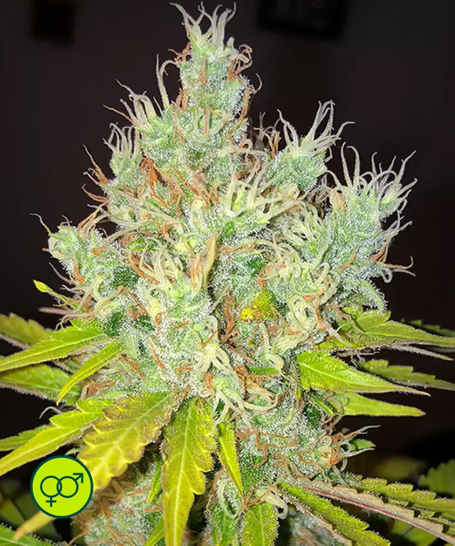 White Widow X The Ultimate