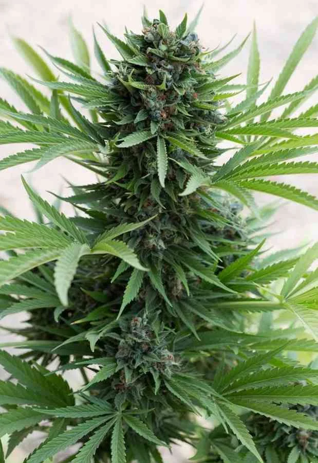 Sour Diesel 4
