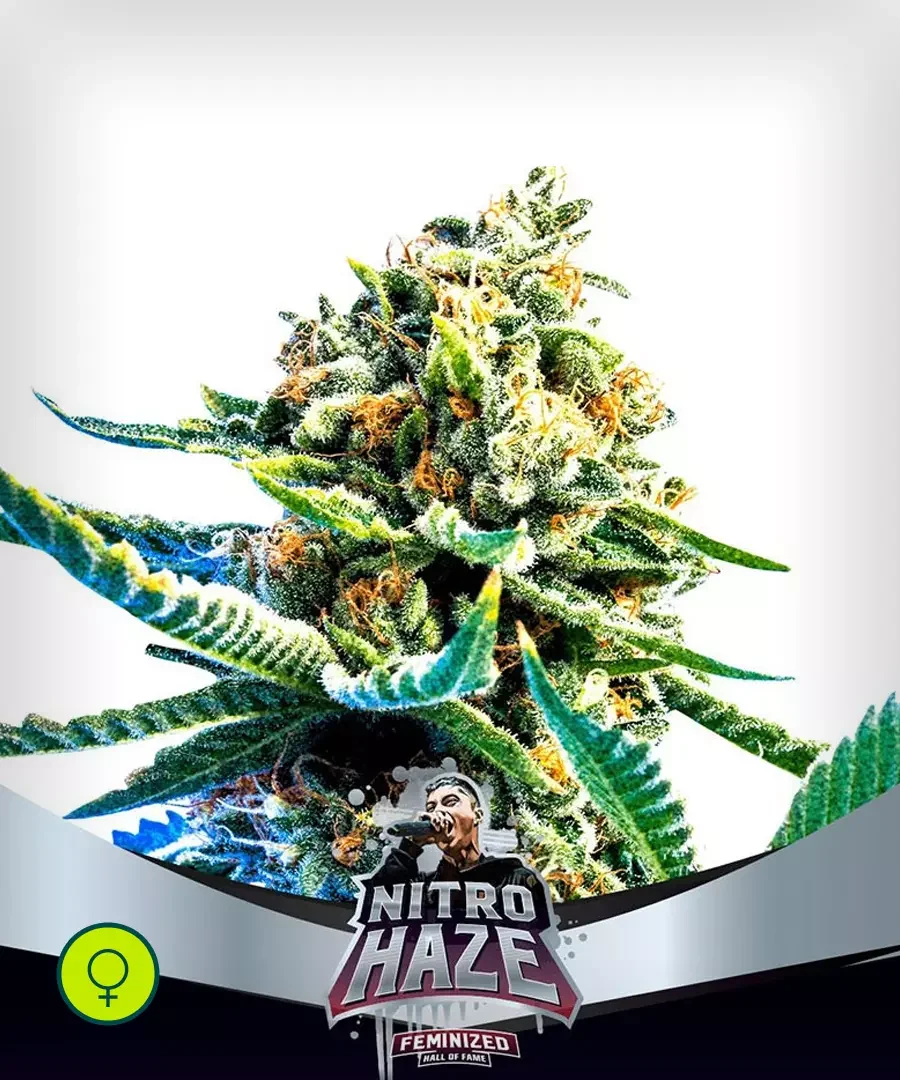 Nitro Haze 3