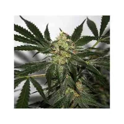 Haze 5