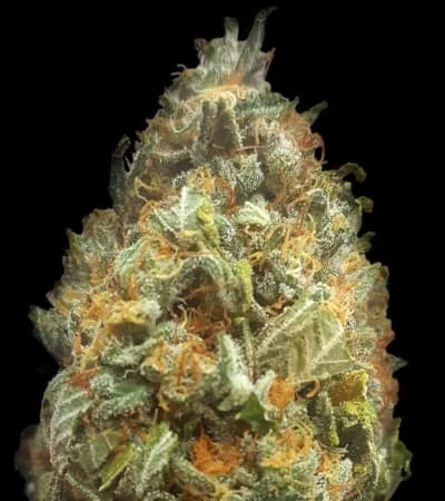 Orange Bud 2
