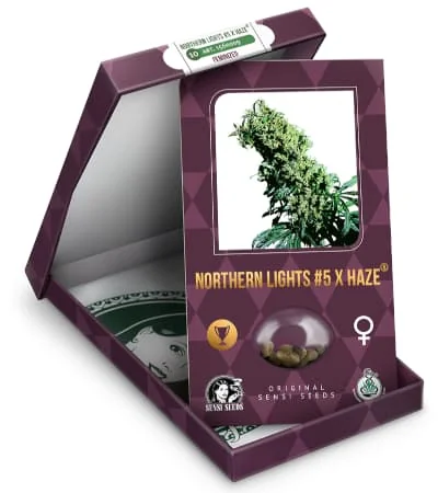Northern Lights Haze 3