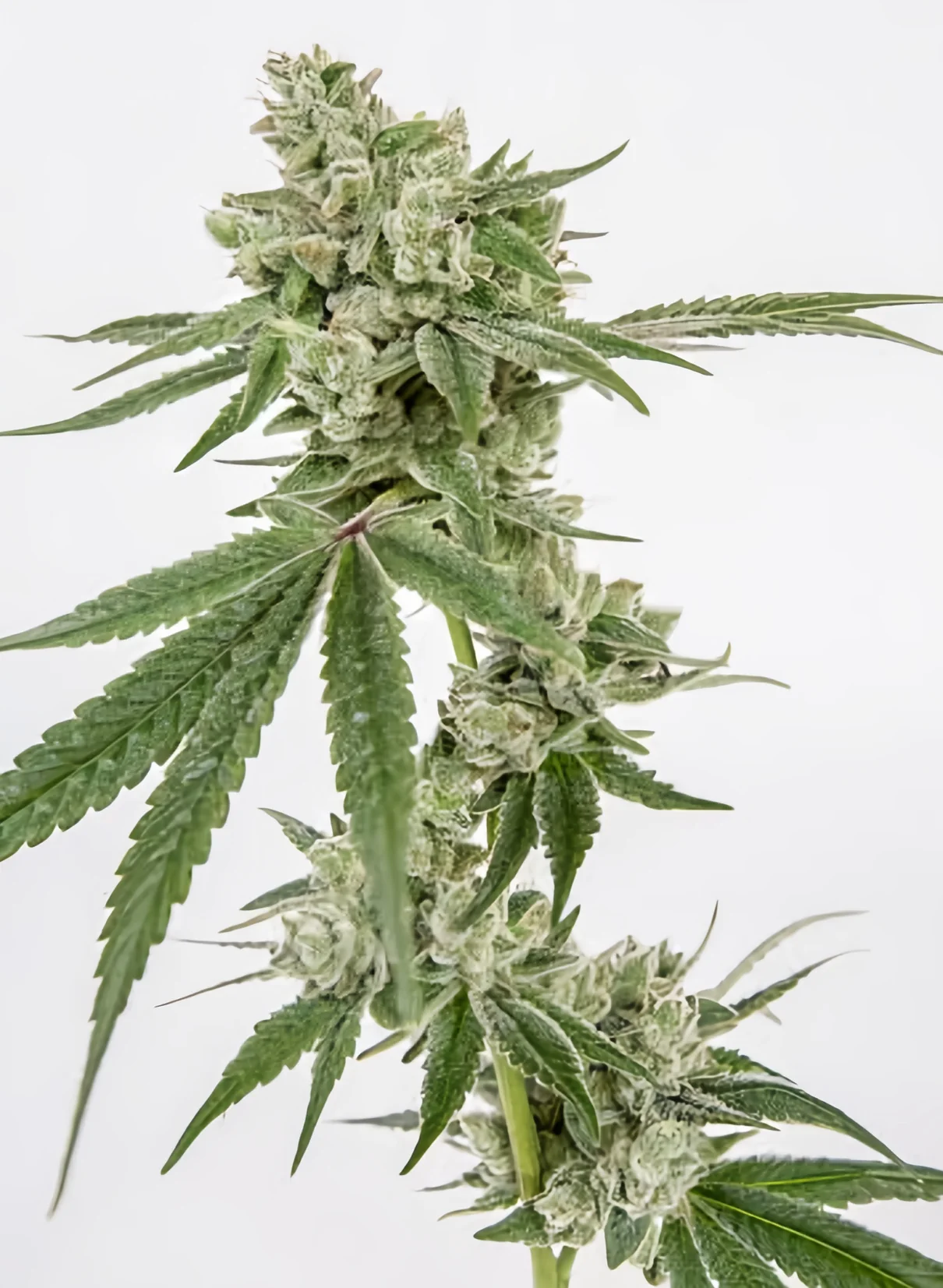 Gorilla Bomb