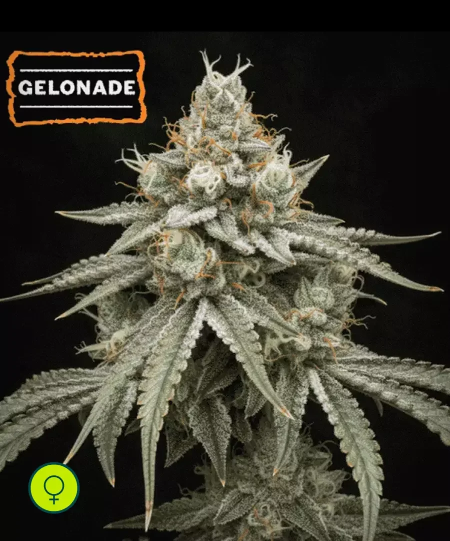 Gelonade
