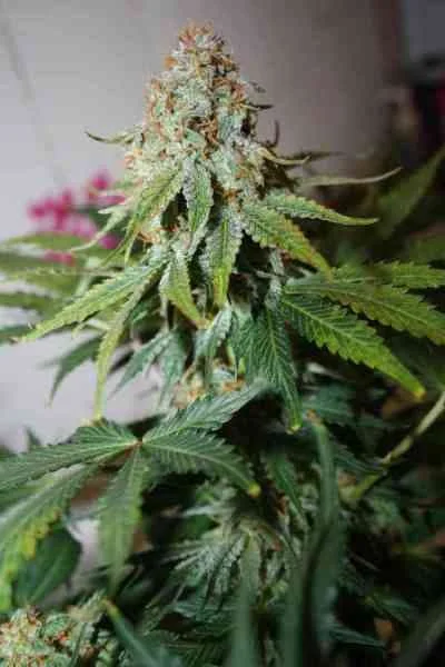 Whiteberry 4