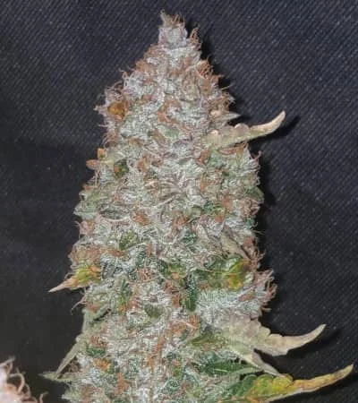 Stardawg