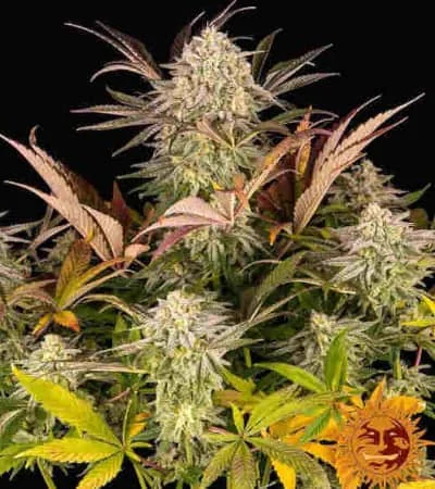 Blue Sunset Sherbert 3