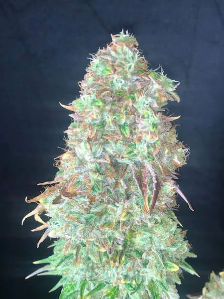 Shiskaberry