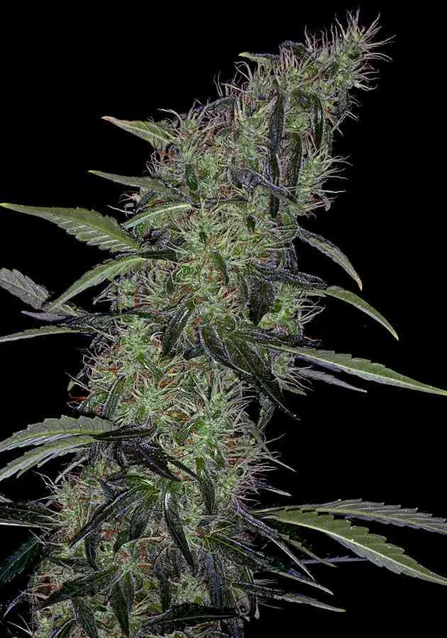 Somango 47 2