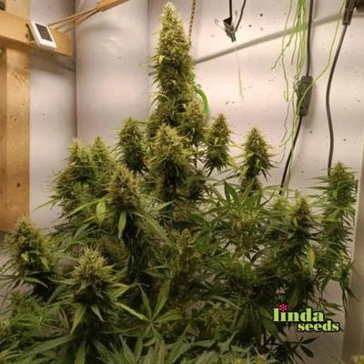 Amnesia Haze 2