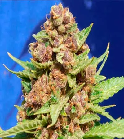 Purple Punch Cookies