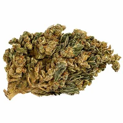 Gaia F1 2