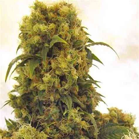 Critical Skunk 2