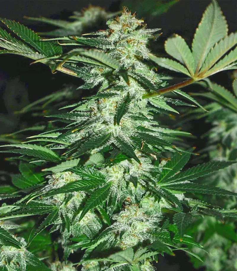 Mimosa Dog Latitudsurseeds 3