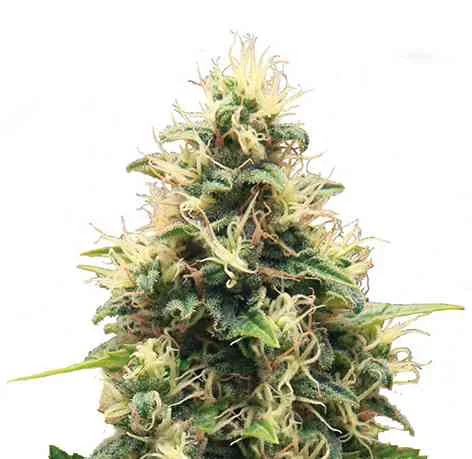 Somango Xl