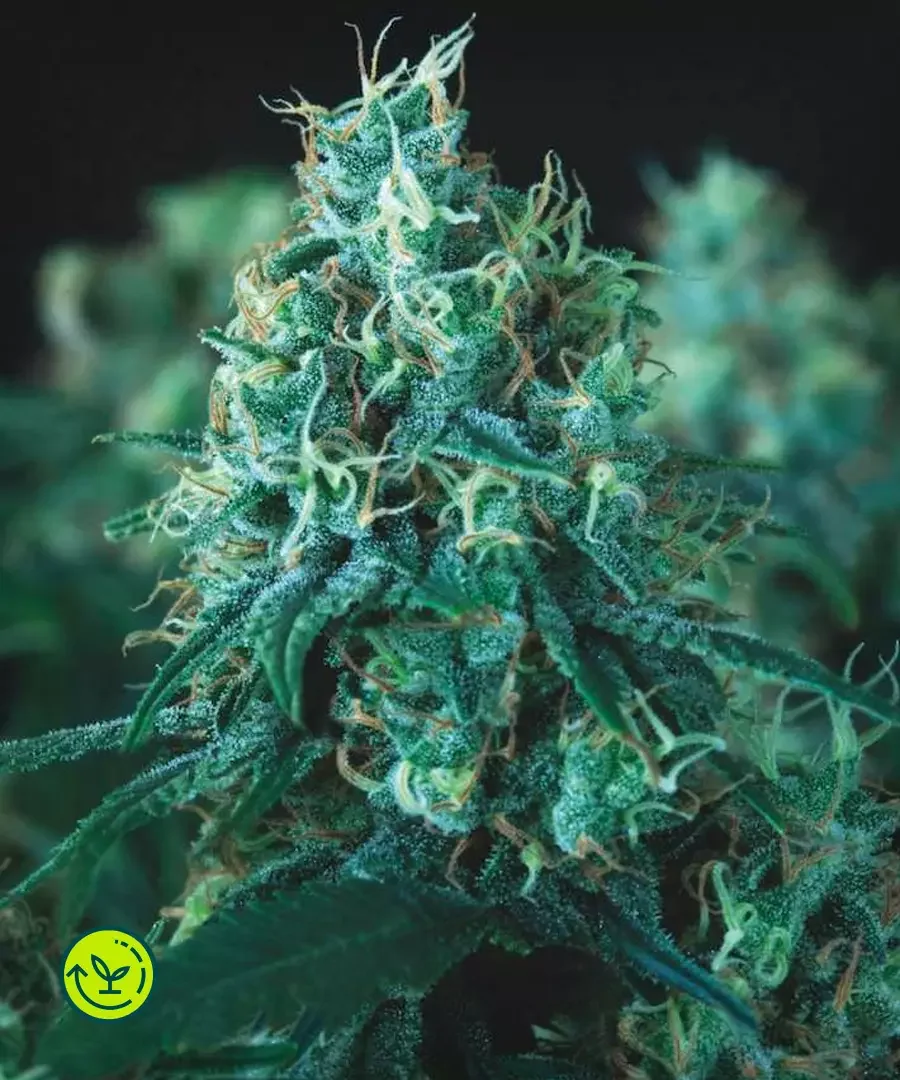 Kryptonite 3