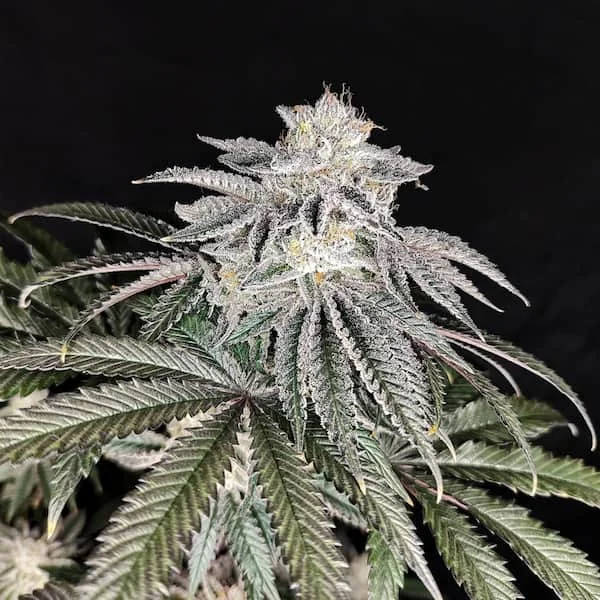 Cherry Melt 2