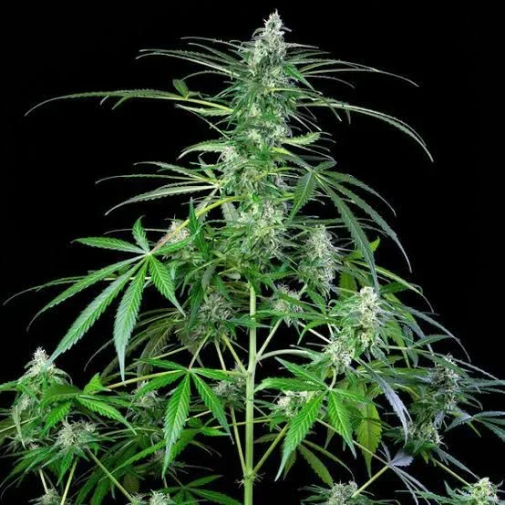 Ak 47