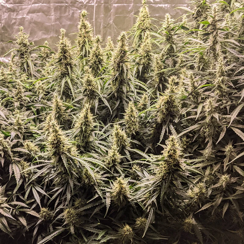 Fat Pete S Cookies 2