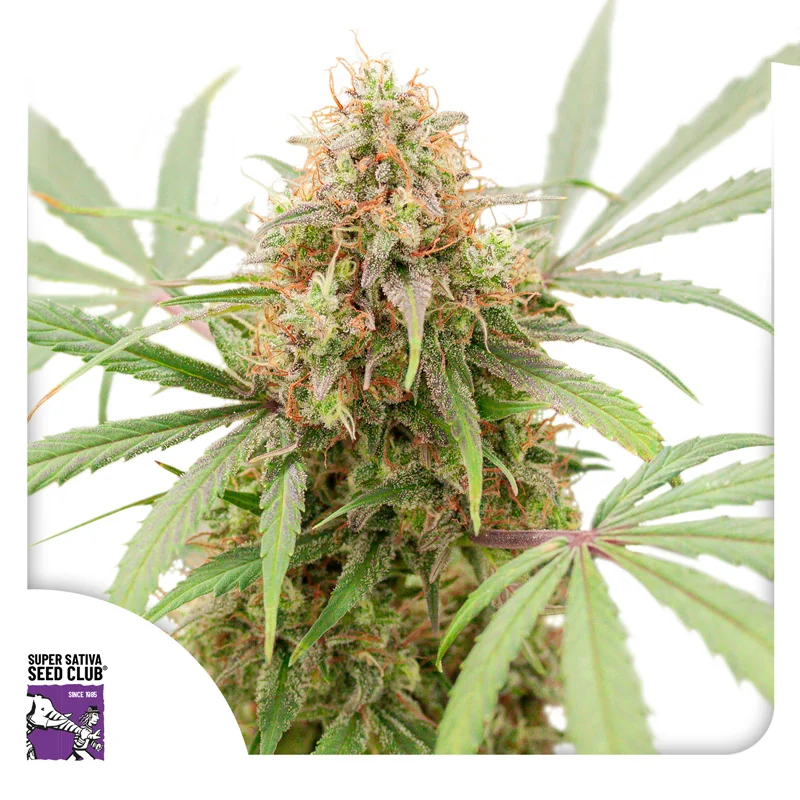 Ak Triple Haze 3