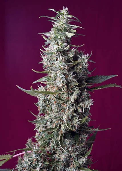 Sweet Cherry Pie 5