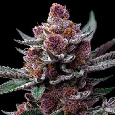 Candy 2