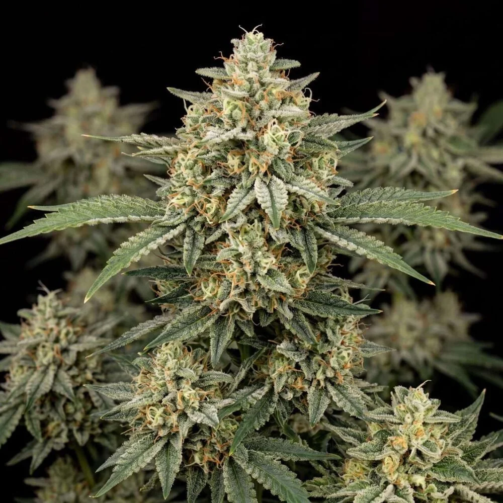 Jack Herer