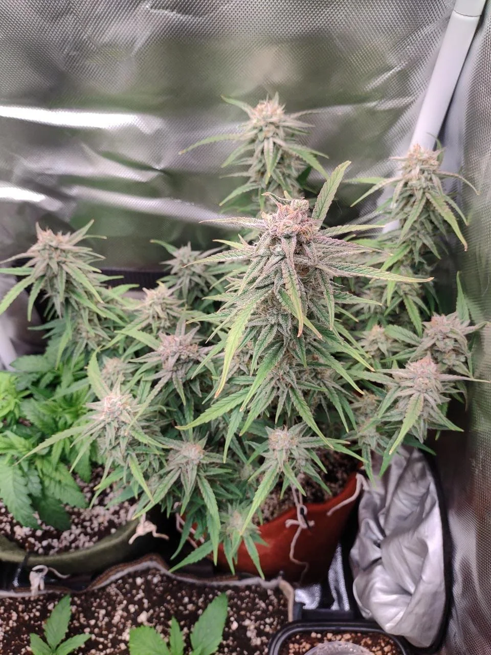 London Cheese Kush 3