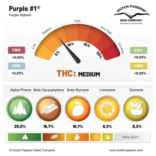 Purple 1 Dutch Passion Fot Com 2