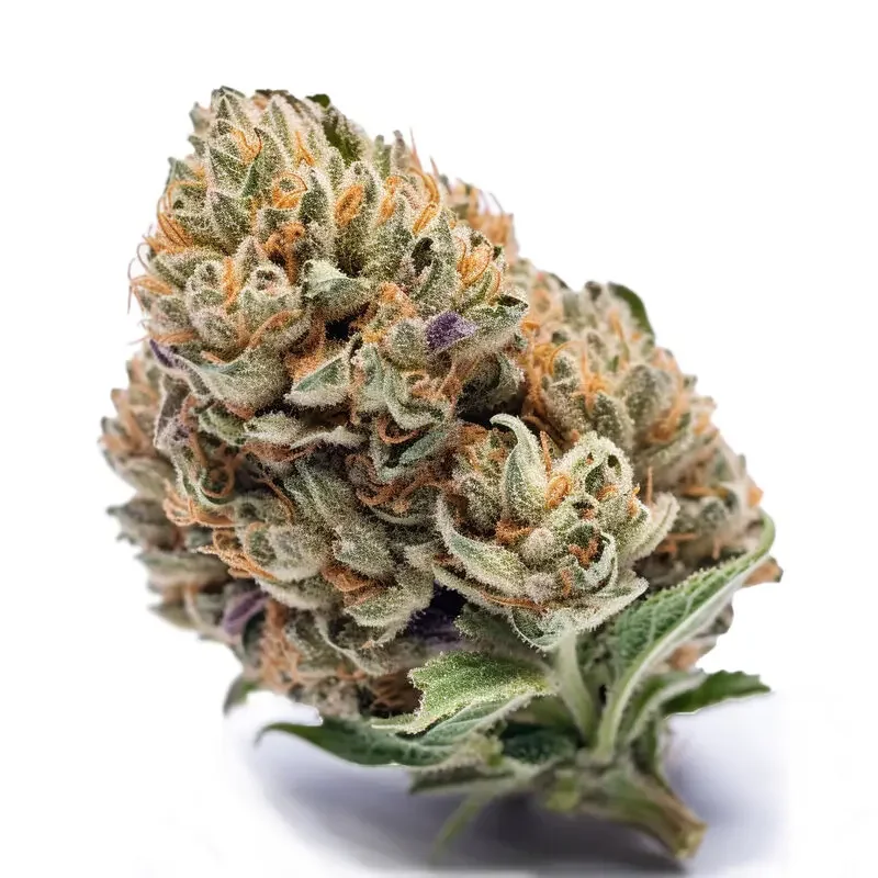Cookies Autoflower