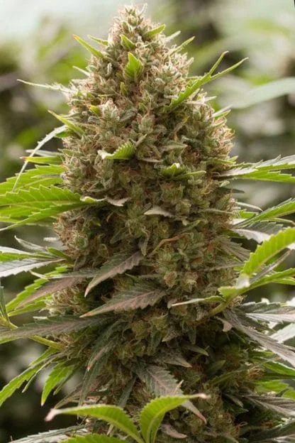Amnesia Kush