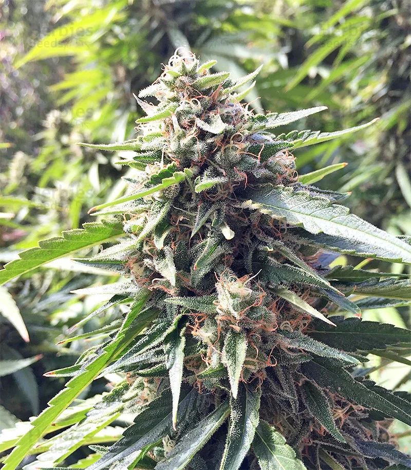 Blueberry Og