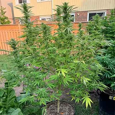 Trop Cherry 2