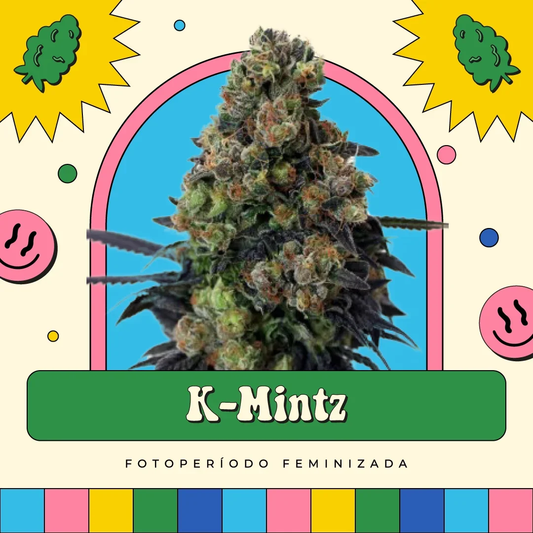 Kmintz 3