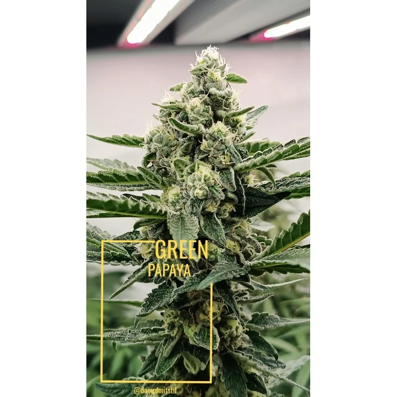 Green Papaya 3