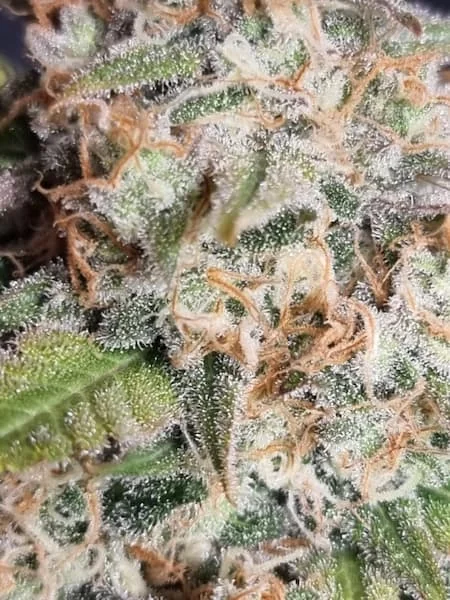 Melon Gum