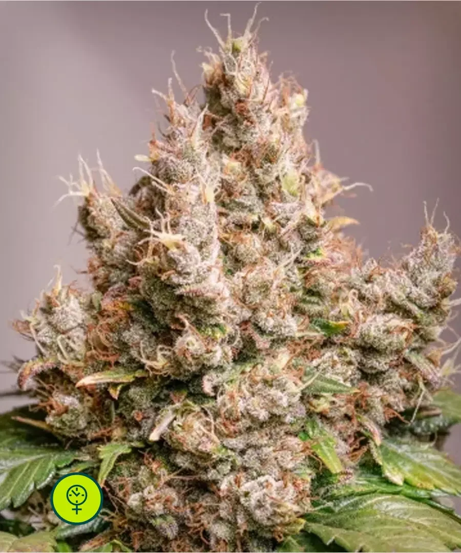 Tropicana Cookies