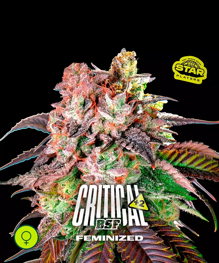 Critical 2 2
