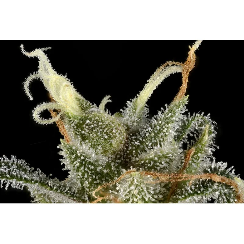 Tnt Trichome 3