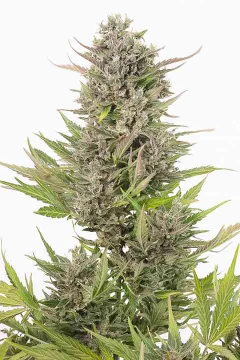 Critical Cbd 2
